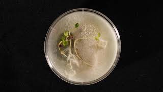 Timelapse  plants fungus and bacteria [upl. by Olihs410]