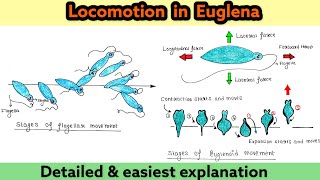 Locomotion in Euglena  Flagellar movement  Euglenoid movement  Zoology [upl. by Ahsirek]