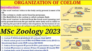 Organization Of Coelom  MSc 1st Semester Zoology  Types of Coelom  Coelomate amp Pseudocoelomate [upl. by Tristram]