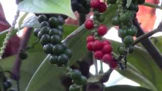 How to Grow Black Pepper Piper nigrum [upl. by Erialcyram]