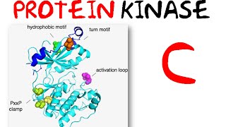 Protein kinase c pathway [upl. by Noed72]