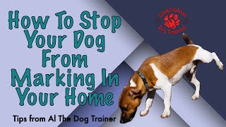 How To Stop Your Dog From Marking In Your Home  Tips From Al The Dog Trainer [upl. by Ashlie]