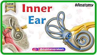 Inner ear Anatomy Animation  Cochlear component Vestibular component Semicircular component [upl. by Resa]