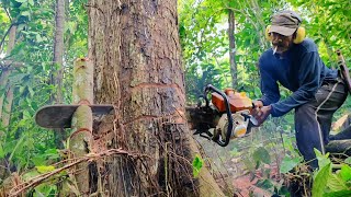 Assembled Chainsaw Wadang Tree Felling Process [upl. by Naillig]