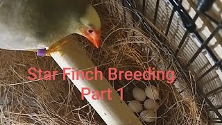 Star Finch Breeding Pt 1 UK [upl. by Hnao]