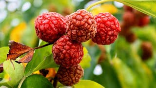 Top 10 Cold Hardy Fruit Trees Every Gardener Should Grow [upl. by Gilmer]