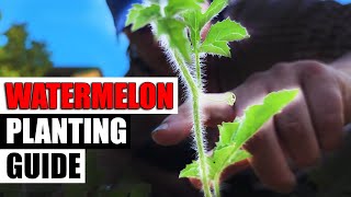 Watermelon Planting  The Complete Guide [upl. by Gabbi]