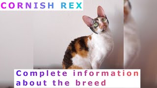 Cornish Rex Pros and Cons Price How to choose Facts Care History Rex [upl. by Attiuqehs]