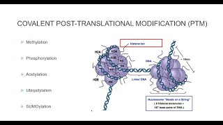 Histone Post Translational Modifications [upl. by Tunk]