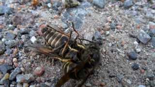 Wasp slays horse fly then gets robbed [upl. by Nnarefinnej]