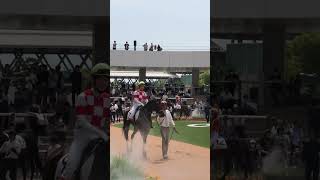 永島まなみを落馬させてしまったｶﾘｭｳ号 パドック風景①（20240526京都競馬場8R）永島まなみ [upl. by Atileda446]