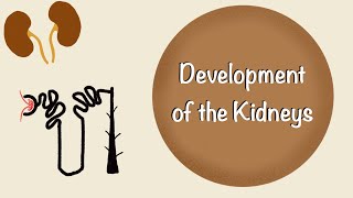 Development of the Kidneys  Renal Embryology  Development of the Urinary System  Embryology [upl. by Dougherty]