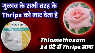 गुलाब के सभी तरह के Thrips को मार देता है 24 घंटे में Thrips साफ Thiamethoxam [upl. by Durkee]