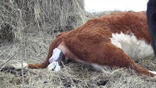 Hereford Cow Calving [upl. by Anegroeg792]