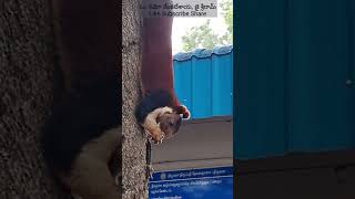 తిరుమల కొండలలోని ఉడుత Squirrel in Tirumala Hills Travels in Tirumala 8374402288 [upl. by Mackenzie]