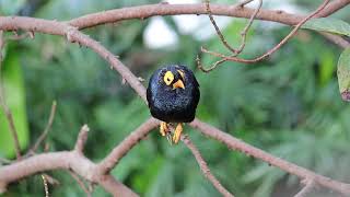 Yellow Faced Myna Taken at Edward Youde Aviary in Hong Kong Park Central [upl. by Naget751]