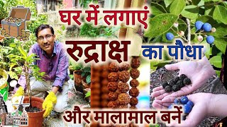 घर पर लगाएं रुद्राक्ष का पौधा और बनें मालामाल  Rudraksh Plant Growing and Caring [upl. by Pacien]