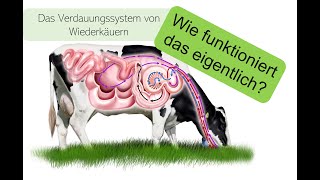 Das Verdauungssystem von Wiederkäuern  ein Erklärvideo [upl. by Enytsirk]