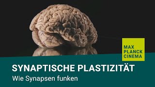 Synaptische Plastizität  wie Synapsen funken [upl. by Dniren]