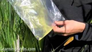 Harvesting amp Preparing Cattails Part 5 of 5 [upl. by Hacceber3]