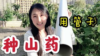 【菜园子19】山藥的種植方法  用PVC管子种山药，搭架子  How to grow yams using PVC pipe in backyard [upl. by Regdirb85]