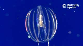 Sea Gooseberry Comb Jellies Feeding [upl. by Nnov]