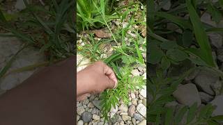 Best ways to make marigold plants more Bushi viral shorts [upl. by Eshman]