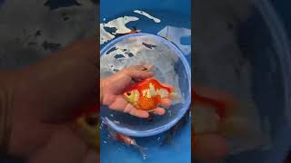 Tamasaba  NND cákoi cakoinhat koifish koi aquarium fish [upl. by Perle]