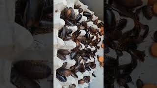 Dubia Roach Colony just cleaned 200250 Females [upl. by Notsej]