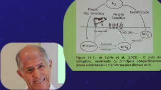 Ciclo do Nitrogênio Processos Microbianos [upl. by Dyal861]