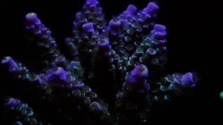 Acropora tenuis [upl. by Araek214]