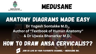 Ansa Cervicalis  Antomy Diagrams Made Easy  Dr Yogesh Sontakke  Medusane [upl. by Enelkcaj681]