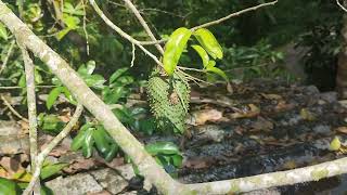 Soursop Graviola Annona muricata plants fruit [upl. by Ridan]