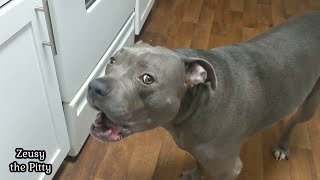 Funny Pitbull Dog Talking More Than A Husky [upl. by Notlehs]