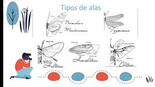 Entomología  Alimentación tipo de alas y patas de los insectos [upl. by Woodsum]