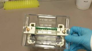 Preventig SDSPAGE Gels From Leaking Using Stacking Gel [upl. by Claribel736]