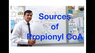 Propionyl CoA Sources [upl. by Gibbeon]