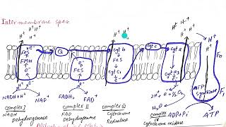 BiologyRespirationElectron Transport ChainRespiratory Chain Oxidative Phosphorylation [upl. by Ettelorahc]