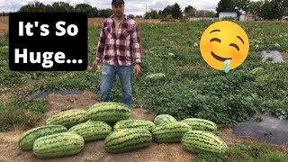 Massive 55 Pound Watermelon Goes VIRAL [upl. by Holbrooke]