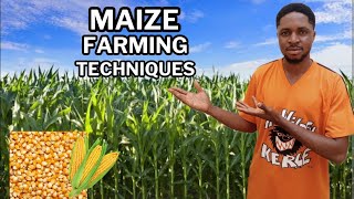 Maize farming Techniques [upl. by Jeniffer]