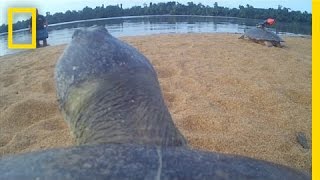 POV Ride on the Back of a Giant River Turtle  National Geographic [upl. by Audly280]