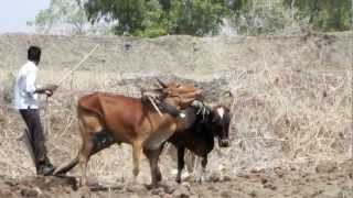 Oxen ploughing [upl. by Barny338]