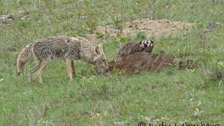 Rare  A Badger and a Coyote Hunting Together [upl. by Kleiman]