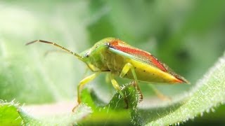 Elasmostethus interstinctus  Shield Bug  Bunte Blattwanze [upl. by Erna171]