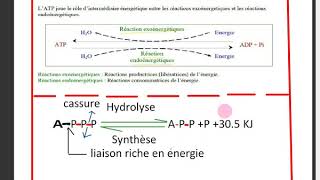 SVTles etapes de la glycolyse [upl. by Janetta]