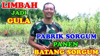 Pabrik Sorgum Panen Batang Sorgum Untuk Gula Sorgum Dan Pakan Ternak Bersama Dinas Pertanian [upl. by Ap300]