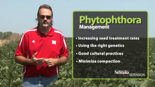 Phytophthora Root and Stem Rot Management [upl. by Karina]