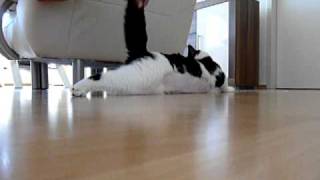 Epileptischer Anfall Kater Willi [upl. by Nettie]