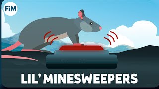 We use Rats to clear Minefields  Heres How [upl. by Saloma428]