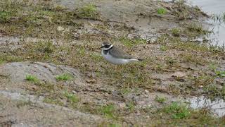 101024 Grand Gravelot Charadrius hiaticula Common Ringed Plover [upl. by Vargas]